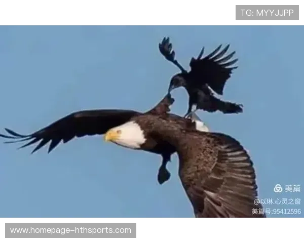 老鹰对手研究：如何针对对方短板进行针对性训练